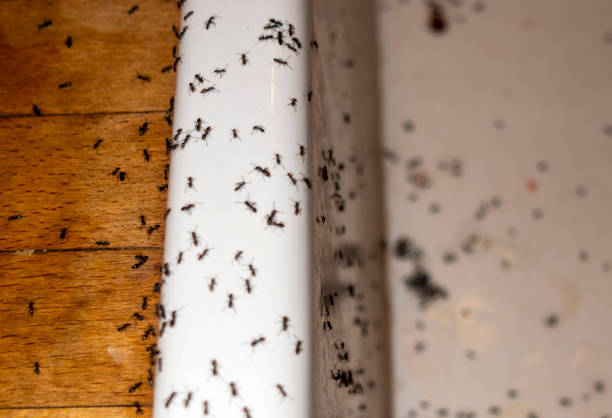 Spider Control Near Me in Mechanicstown, NY